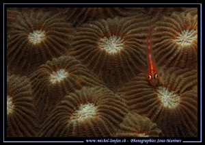 Little Red Goby on a Coral... Que du bonheur.. :O)... by Michel Lonfat 